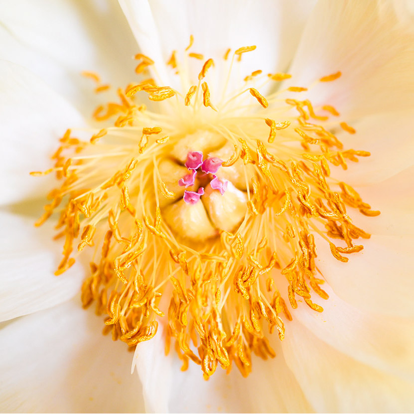 Blüte 02 | © Mio Schweiger Fotografie