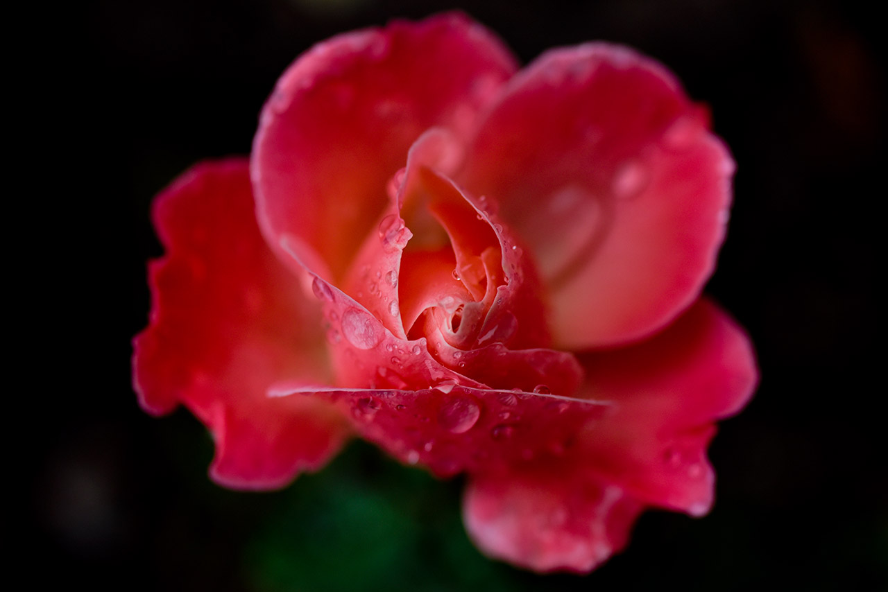 Rose 03 | © Mio Schweiger Fotografie